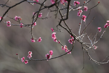 紅梅が2月に咲いている