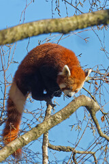 A red Panda, also called Firefox, in the branches