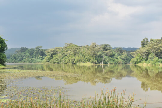 A scenic view of Dimbolil dam covered with green plants and reflecting the surrounding greenery in Kericho, Kenya