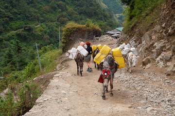 Young woman walks through a herd of loaded donkeys, Annapurna trekking, Nepal