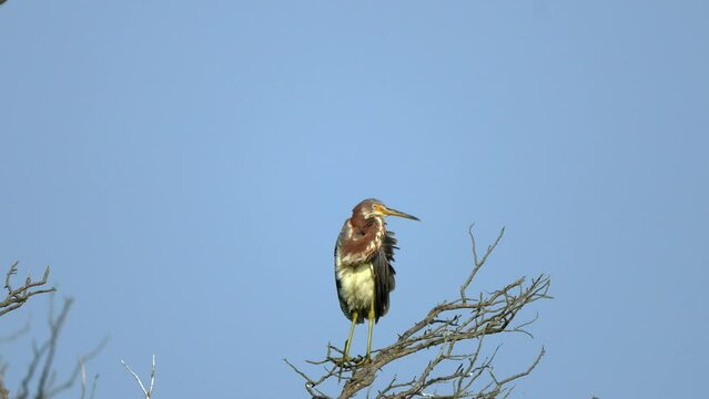 Tricolored Heron Sitting in a Tree