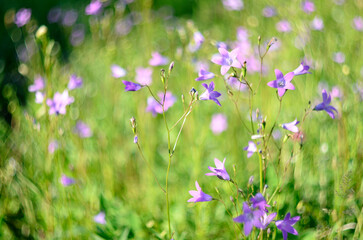 Beautiful field meadow, flowers bluebells. Blurred Summer or spring meadow green grass and bluebells