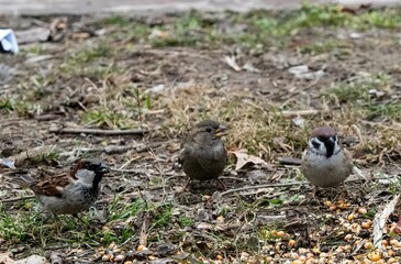 small group of sparrows in a park collecting food crumbs