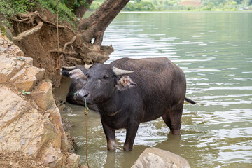 Water buffalo chilling by the lake