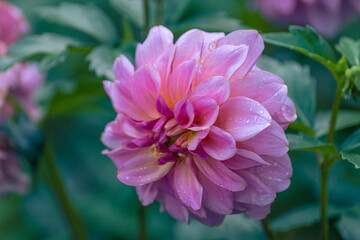 close up of pink flower