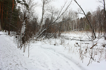 Snow-covered trees on the river bank