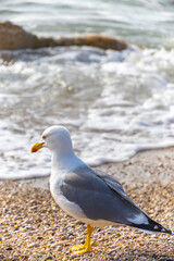 seagull on the edge of a beach close-up