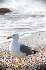 seagull on the edge of a beach close-up