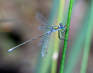 Emerald damselfly on a reed
