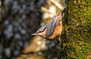 nuthatch posing on a moss covered tree trunk