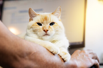 thick beautiful red and white happy cat resting on the owner's hand