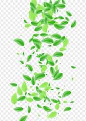 Light Green Plant Background Transparent Vector. Leaves Decorative Illustration. Agriculture Frame. Greenish Template Texture. Sheet Ecology.