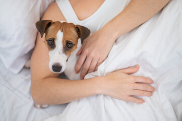 Dog jack russell terrier sleeps in an embrace with the owner. 