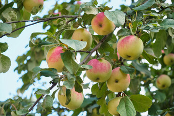 apples on a branch in the autumn garden, ripe beautiful apples