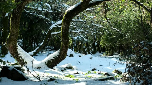 A sunny afternoon has fallen on the natural forest, slowly melting the snow from the trees, dripping on the fresh cover that has painted the woods white. a 4K video clip, Golan heights, Israel.