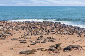 A colony of brown fur seals (Arctocephalus pusillus), Cape Cross, Namibia.