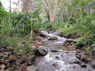 Stream