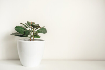 Rubber-bearing ficus or elastic ficus in a white pot on a white background, copy space, empty.