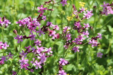 flowers in the garden