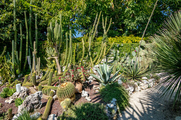Cacti. Sunny summer day view from the botanical garden called Giardino Botanico La Cutura S.r.l., Contrada Cutura, Giuggianello LE, region of Lecce, Italy