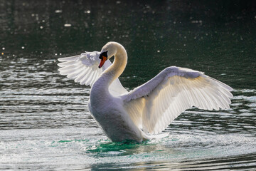 Landing of a swan on the water - obrazy, fototapety, plakaty