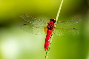 Shallow selective focus on red dragonfly. Sunny summer day view from the botanical garden called Giardino Botanico La Cutura S.r.l., Contrada Cutura, Giuggianello LE, region of Lecce, Italy