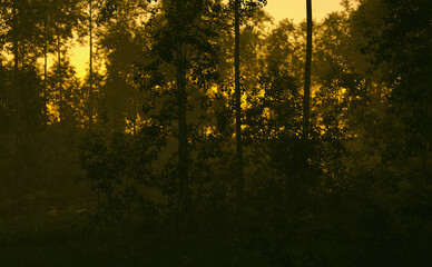 Birches in a misty forest at sunrise. 3D render.