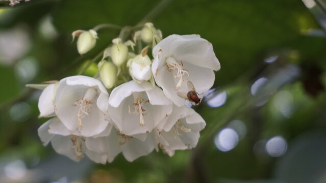 Closeup of flower Dombeya reclinata or Mahot Rouge