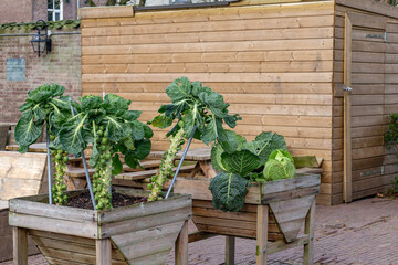 Brussels sprouts and green cabbage growing in wooden boxes in the middle of a city as an example of...