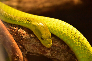 Scaley Green Mamba Snake Coiled on a Tree