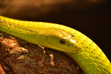 Brilliant Green Mamba Snake on a Branch