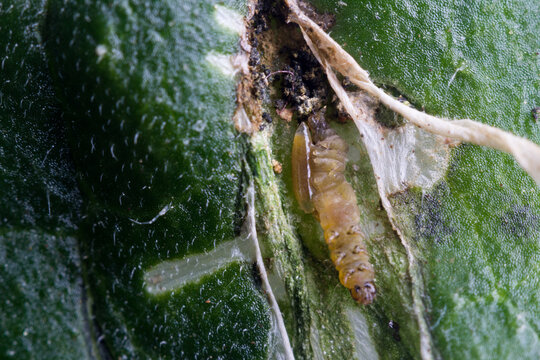 Oruga de tuta absoluta parasitada por la larva de la avispa Necremnus Tutae en una galer&iacute;a en una hoja de tomate