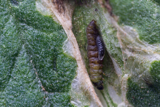 Oruga de tuta absoluta parasitada por la larva de la avispa Necremnus Tutae en una galer&iacute;a en una hoja de tomate