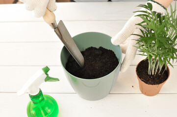 seedlings in pots