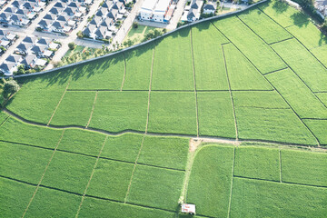 Land or landscape of green field in aerial view. Include agriculture farm, residential or house...