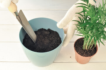 seedlings in pots