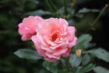 pink rose