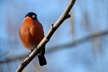 Eurasian Bullfinch // Dompfaff, Gimpel (Pyrrhula pyrrhula)