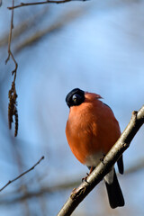 Dompfaff, Gimpel // Eurasian Bullfinch (Pyrrhula pyrrhula)