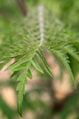 leaves of the opal tree..