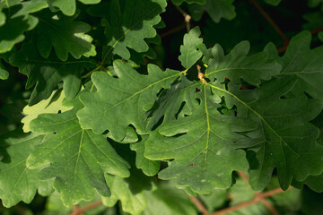 oak leaves