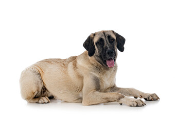 Obraz premium Kangal Shepherd Dog