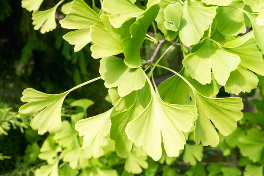 Ginkgo Biloba