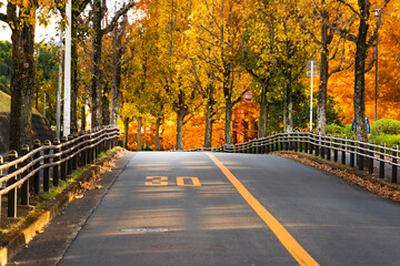 紅葉　道路　木