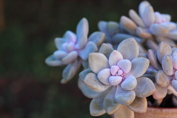 close up of  succulent plant