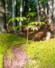 tree sprout