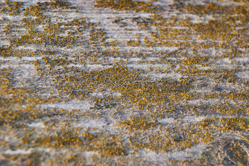 Xanthocarpia lichen on an old board. Xanthocarpia is a genus of mostly crustose lichens in the family Teloschistaceae.