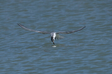Whiskered tern picks insects from water surface.