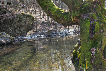 Old tree covered with moss, on the bank of the mountain river. River with clear, transparent water.