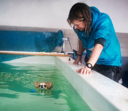 Chihuahua  Swimming In A Swimming Poo